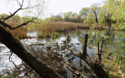 На территории Совских прудов могут построить развлекательный комплекс